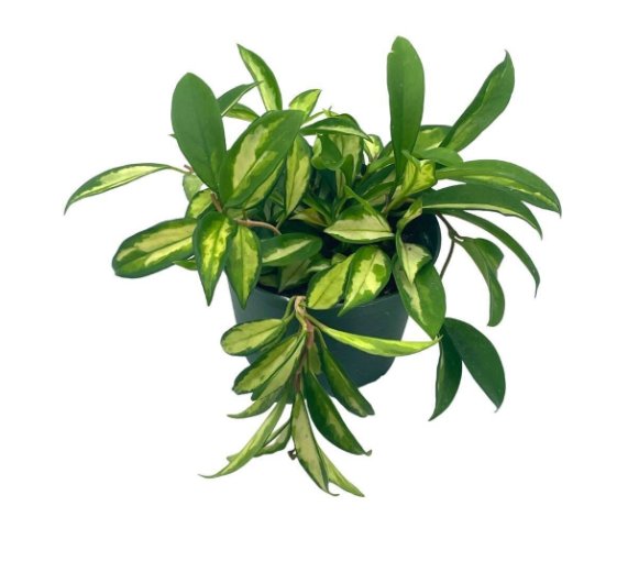Wonderful Hoya Exotica Krimson Princess Variegated Tricolor Carnosa Garden Plant