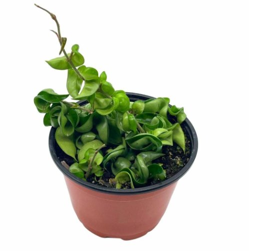 Wonderful Hoya Hindu Rope Carnosa Compacta Krinkle Kurl Garden Plant