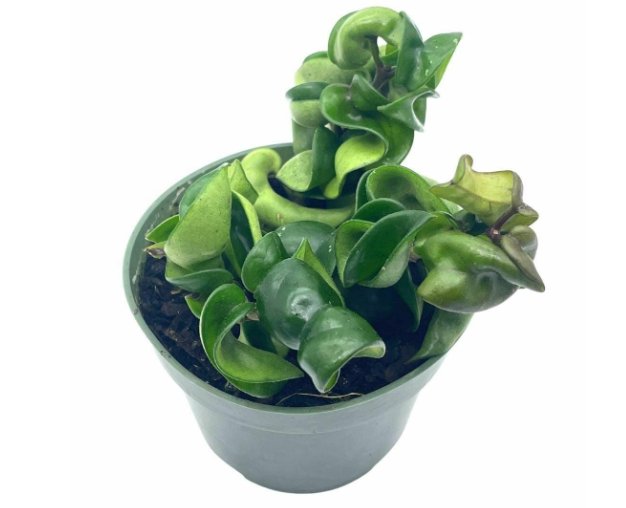 Wonderful Carnosa Compacta Hoya Hindu Rope Krinkle Kurl Garden Plant