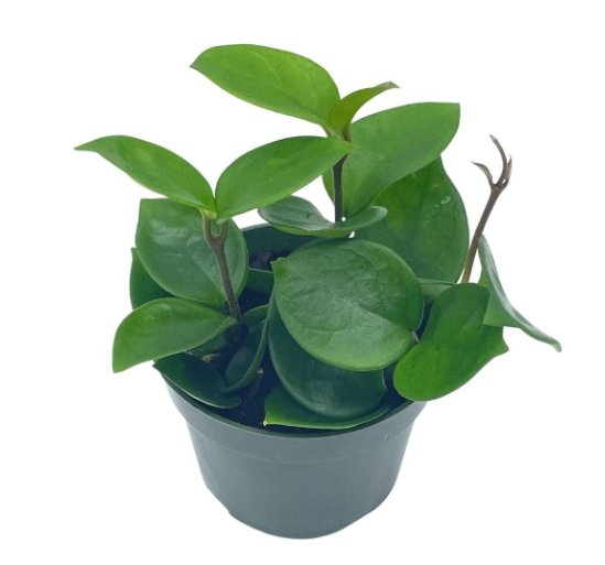 Wonderful Hoya Chelsea Carnosa Honey Garden Plant