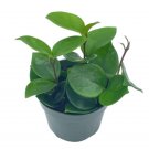 Wonderful Hoya Chelsea Carnosa Honey Garden Plant