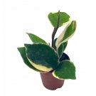 Wonderful Hoya Crimson Queen Variegated Tricolor Garden Plant