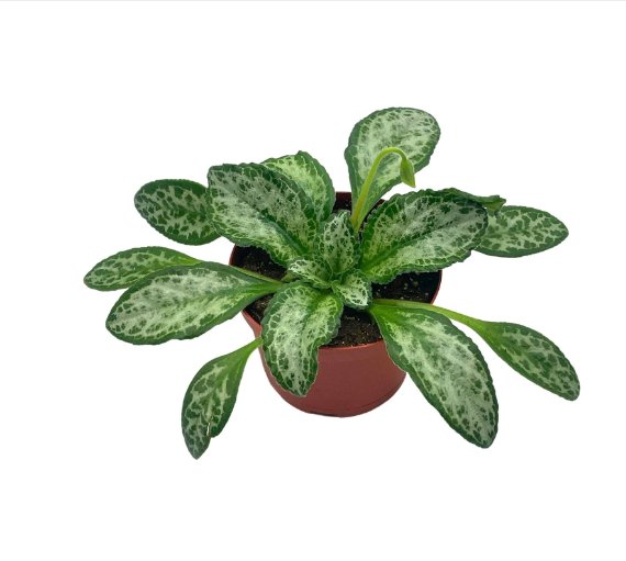Wonderful Betty Gesneriad Primulina dryas African Violet Chirita Garden Plant