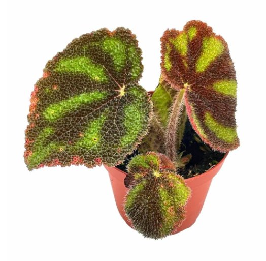 Wonderful Begonia Masoniana Variegata Garden Plant