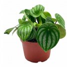 Wonderful Watermelon Peperomia Argyreia Sandersii Garden Plant