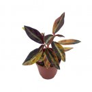 Wonderful Variegated Peperomia Metallica High Voltage Garden Plant