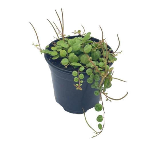 Wonderful Peperomia Prostrata String of Turtles Garden Plant