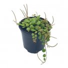 Wonderful Peperomia Prostrata String of Turtles Garden Plant
