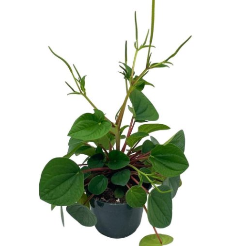 Wonderful Peperomia Rana Verde Albovittata Green Rippled Chinese Money Garden Plant