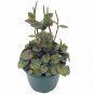 Wonderful Albovittata Peperomia Piccolo Banda Garden Plant