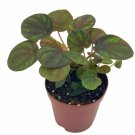 Wonderful Peppermill Ripple Peperomia Frost brownish Emerald Garden Plant
