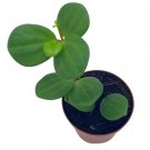 Wonderful Trailing Jade Peperomia Rotundifolia Hope Garden Plant