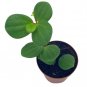 Wonderful Trailing Jade Peperomia Rotundifolia Hope Garden Plant