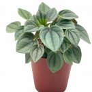 Wonderful Green Ripple Peperomia Frost Emerald Pepper Garden Plant