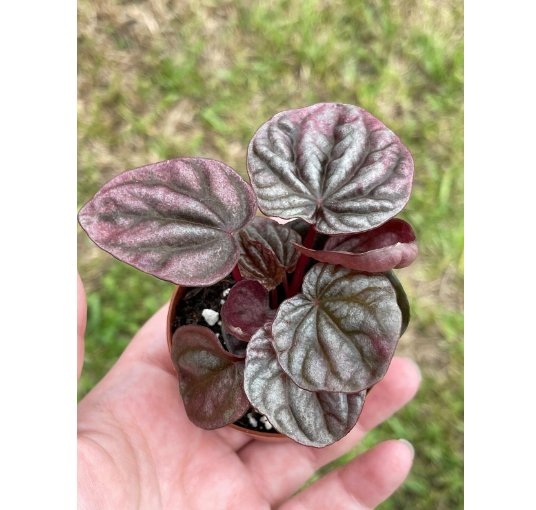 Wonderful Red Peperomia caperata Emerald Ripple Frost Platinum Garden Plant