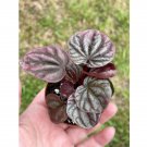 Wonderful Red Peperomia caperata Emerald Ripple Frost Platinum Garden Plant