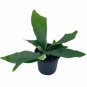 Wonderful Platycerium bifurcatum Staghorn Fern Garden Plant