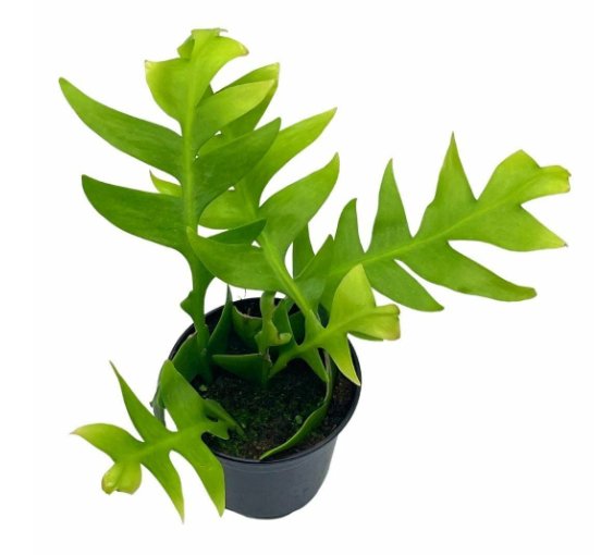Wonderful Selenicereus chrysocardium Sharktooth Fern Garden Plant