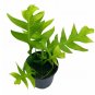 Wonderful Selenicereus chrysocardium Sharktooth Fern Garden Plant