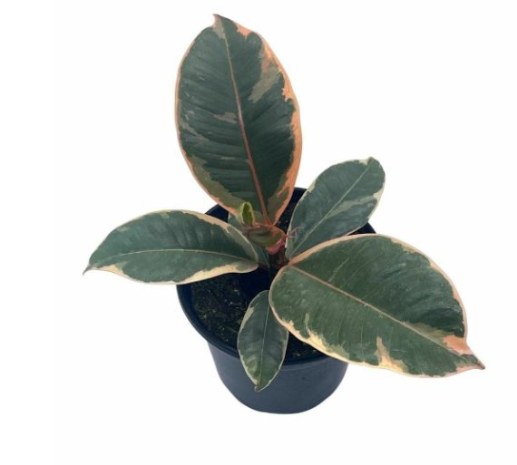 Wonderful Ficus Tineke Variegated elastica Pink white Rubber Garden Plant