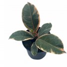 Wonderful Ficus Tineke Variegated elastica Pink white Rubber Garden Plant