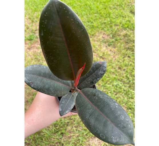 Wonderful India Ficus elastica Rubber Garden Plant