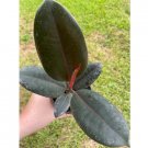 Wonderful India Ficus elastica Rubber Garden Plant
