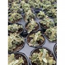 Wonderful Kalanchoe Feltbush Felt bush Velvet elephant ear Garden Plant