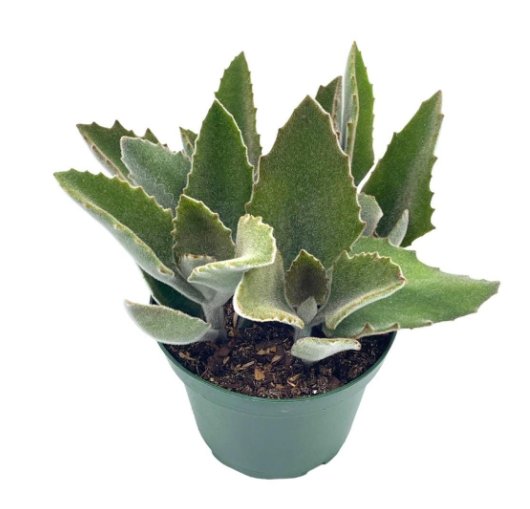 Wonderful Kalanchoe Beharensis Donkey ears Garden Plant