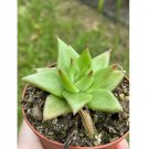 Wonderful Echeveria agavoides Molded wax Agave Garden Plant