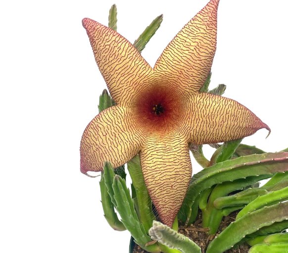 Wonderful Stapelia gigantea Giant Starfish Flower Garden Plant