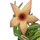 Wonderful Stapelia gigantea Giant Starfish Flower Garden Plant