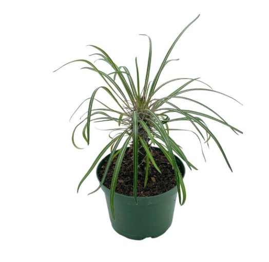 Wonderful Madagascar Palm Pachypodium Geayi Garden Plant