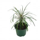 Wonderful Madagascar Palm Pachypodium Geayi Garden Plant