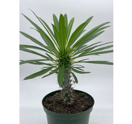 Wonderful Madagascar Palm Pachypodium Lamerei Garden Plant