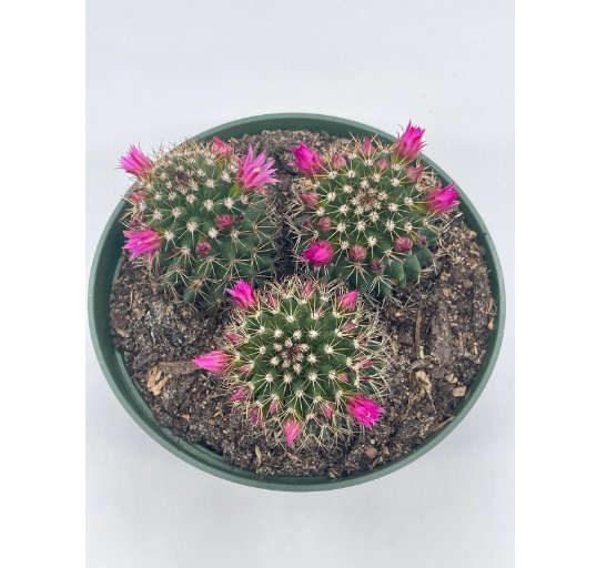 Wonderful Mammillaria hahniana Old Lady Cactus Crown of Flowers Succulent Garden Plant