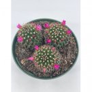 Wonderful Mammillaria hahniana Old Lady Cactus Crown of Flowers Succulent Garden Plant