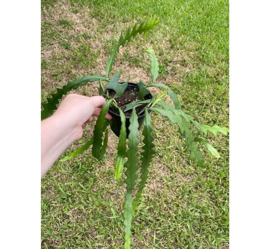 Wonderful Selenicereus Anthonynaus Disocactus Anguloger Cactus Succulent Garden Plant