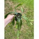 Wonderful Selenicereus Anthonynaus Disocactus Anguloger Cactus Succulent Garden Plant