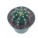 Wonderful Echinopsis subdenudata domino cactus Easter lily Succulent Garden Plant
