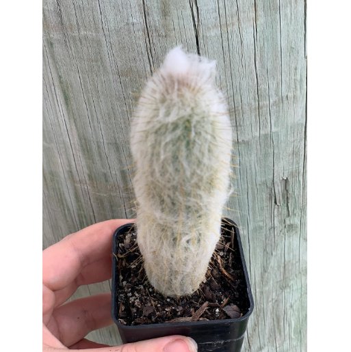 Wonderful Cleistocactus strausii Silver Torch Snow Pole Cactus Garden Plant