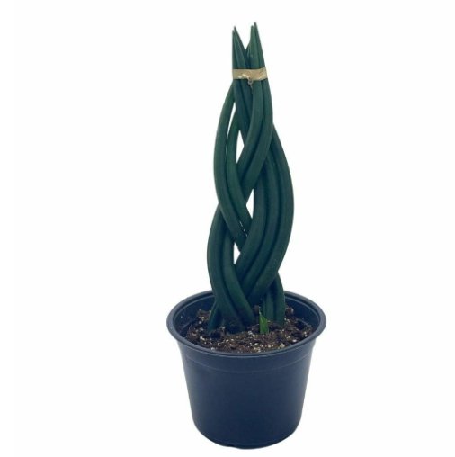 Wonderful Braided sansevieria Dragon fingers Huge braid Garden Plant