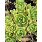 Wonderful Succulent Aeonium Gomerense Cuttings Garden Plant