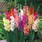 Wonderful Gladiolus Tall Sword Lily Summer Blooms Mixed Blend Flower Bulbs Garden Plant