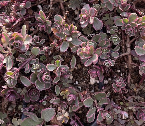 Wonderful Sedum Phedimus spurious Plugs Succulent Garden Plant