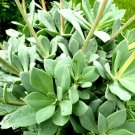 Wonderful Calandrinia Spectabilis Succulent Garden Plant