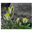 Wonderful Albuca Humilis Succulent Garden Plant