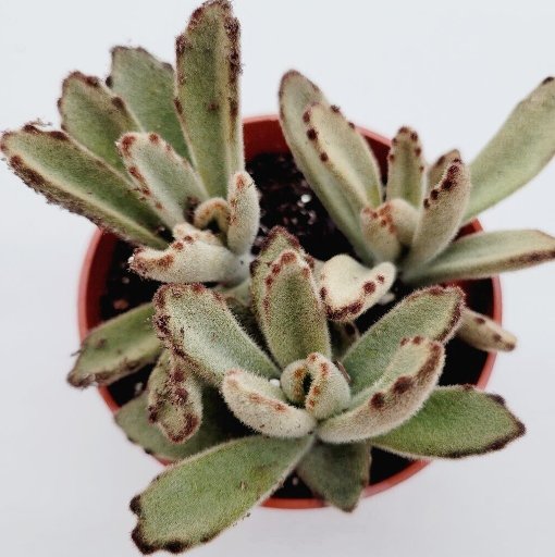 Wonderful Kalanchoe Tomentosa Chocolate Soldier Succulent Garden Plant