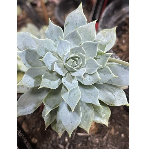Wonderful Echeveria Segunda Blue Tall Rosette Succulent Garden Plant