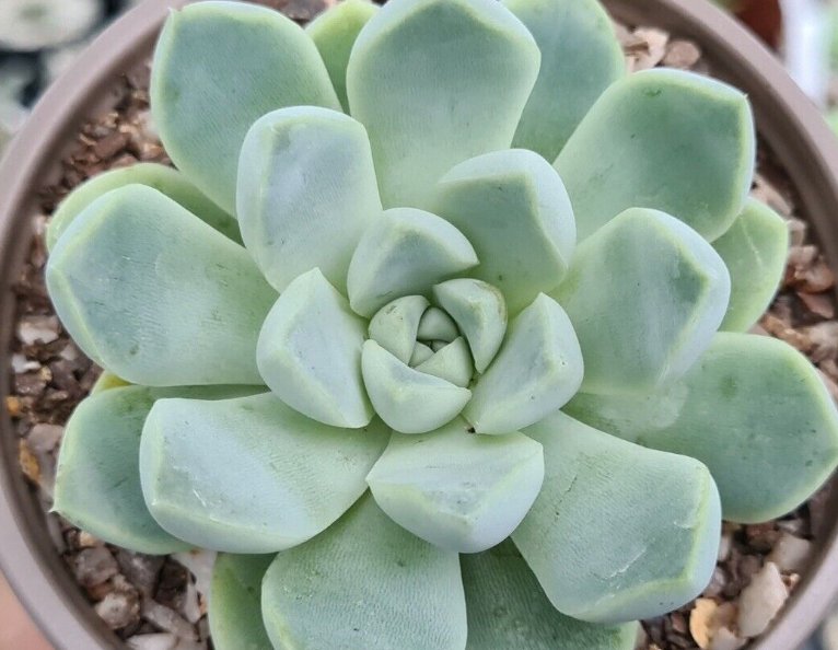 Wonderful Echeveria Elegans Albicans Mexican White Rose Succulent Garden Plant